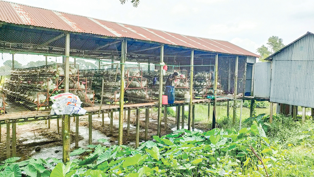 পোলট্রি বর্জ্যে দূষণ ও স্বাস্থ্যের ক্ষতি
