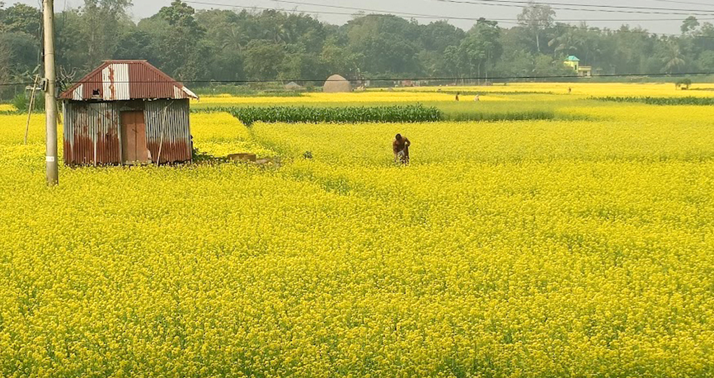 এ যেন হলুদের এক রাজ্য। যেদিকেই চোখ যায় সরিষার ফুলে হলুদ মাঠ। আর সরিষা খেতের আইলে ঘাস কাটছেন এক কৃষক। সাটুরিয়া উপজেলার কান্দাপাড়া গ্রাম, মানিকগঞ্জ, ২৮ ডিসেম্বর ২০২৩। ছবি: আব্দুর রাজ্জাক