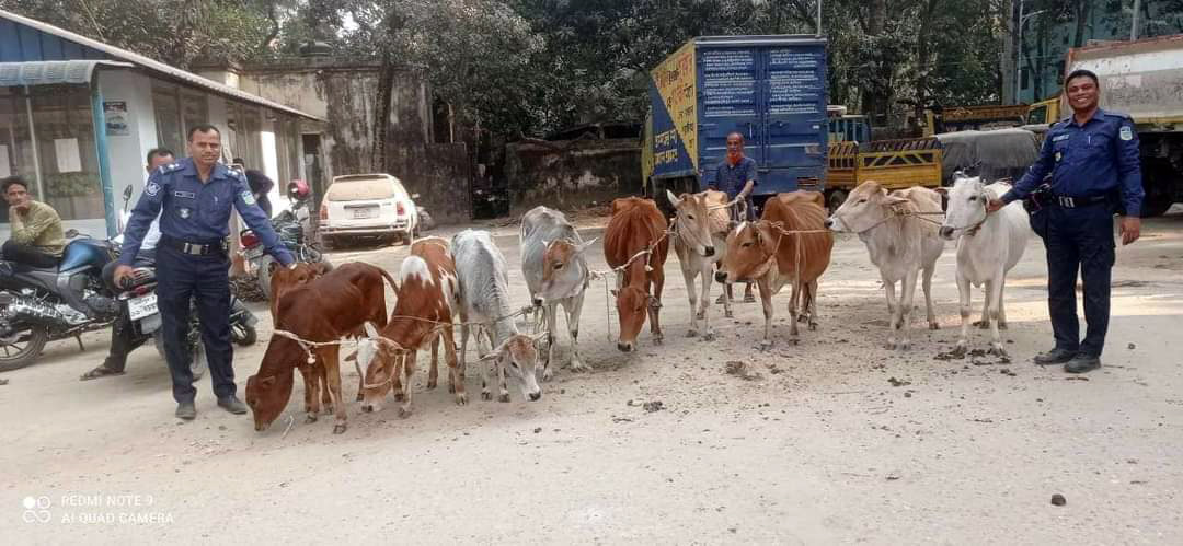 ময়মনসিংহে চোরাই ১০ গরুসহ যুবক গ্রেপ্তার 