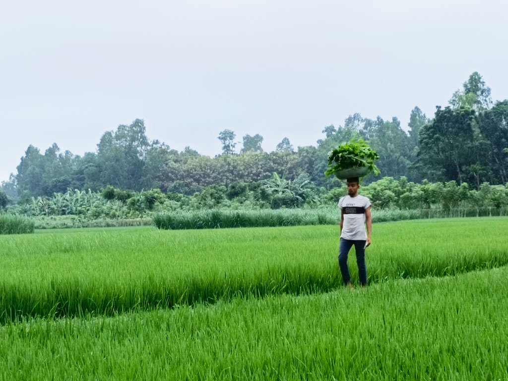 আমন ধানে সবুজ মাঠ। তারপর কলা গাছের বাগান এবং আরও নানা গাছ-গাছালি। পাশের জমি থেকে সবজি সংগ্রহ করে মাথায় নিয়ে হাটে যাচ্ছেন কৃষক। সব মিলিয়ে আবহমান বাংলার এক চিরচেনা রূপ। রায়পুরার মুছাপুরের পূর্বহরিপুর গ্রাম, নরসিংদী, ২৩ সেপ্টেম্বর। ছবি: হারুনূর রশিদ