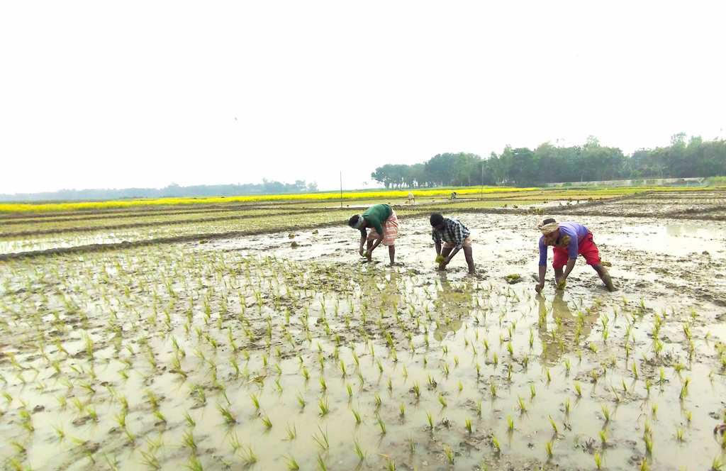 বীজতলা থেকে বোরো ধানের চারা তুলে এনে জমিতে রোপণ করছেন কৃষকেরা। চাটমোহর উপজেলার ছাইকোলা ইউনিয়নের একটি এলাকা, পাবনা, ৩১ জানুয়ারি ২০২৪। ছবি: শুভাশীষ ভট্টাচার্য্য তুষার