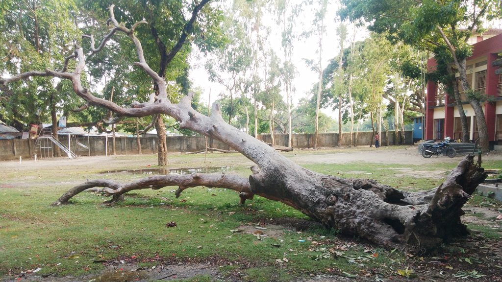 উপড়ে পড়া গাছ দখল করে আছে স্কুলের মাঠ, শিক্ষার্থীদের খেলাধুলা বন্ধ