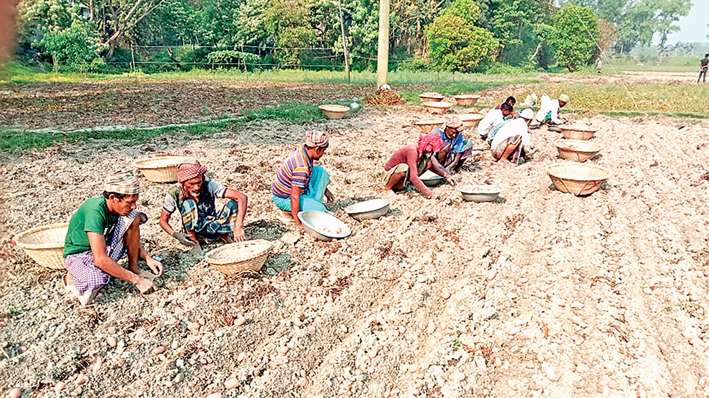 নতুন আলুর ফলন কম দাম নিয়ে শঙ্কা কৃষকের
