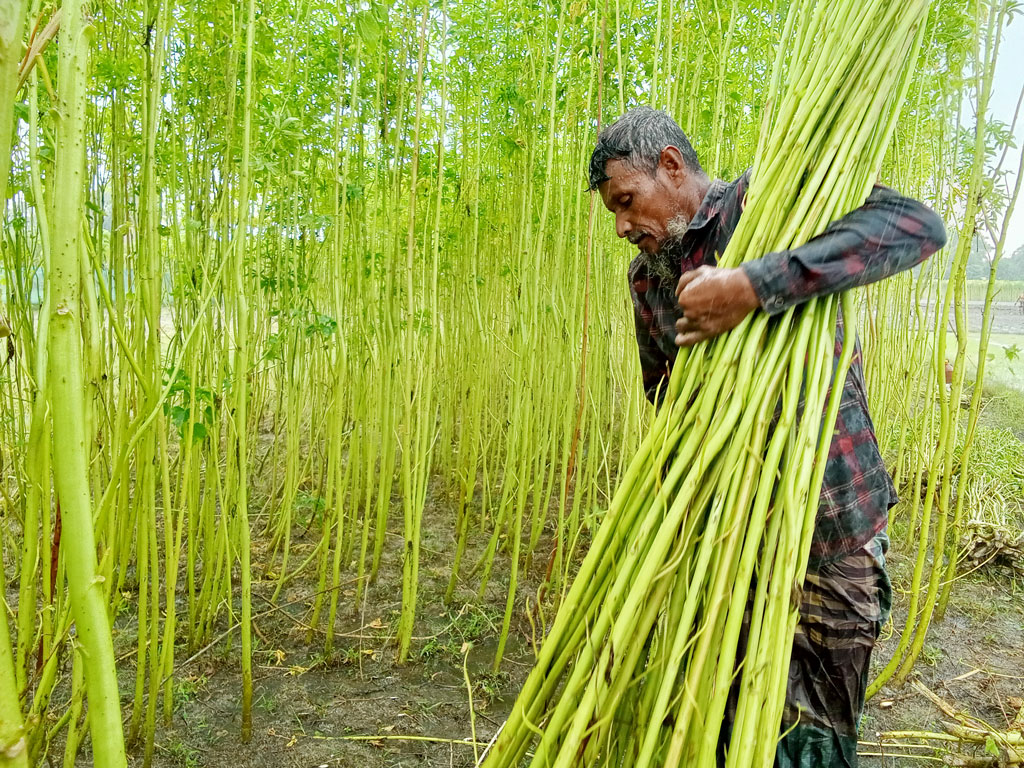 নিজের জমিতে চাষ করা পাট কাটছেন একজন কৃষক। সেই পাট কেটে নদী কিংবা পুকুরে জাগ দেওয়া হবে। সেখান থেকে আসবে দেশের সোনালি সম্পদ। আটপাড়ার শুনই গ্রাম, নেত্রকোনা, ১৩ জুলাই ২০২৩। ছবি: ফয়সাল চৌধুরী