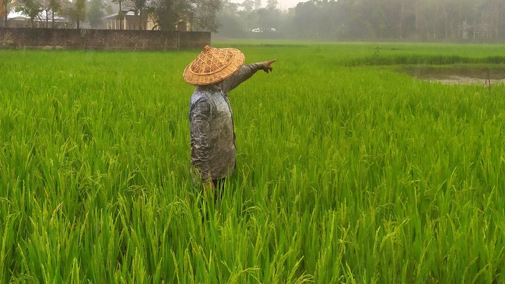 স্বস্তির বৃষ্টিতে বোরো চাষির মুখে হাসি