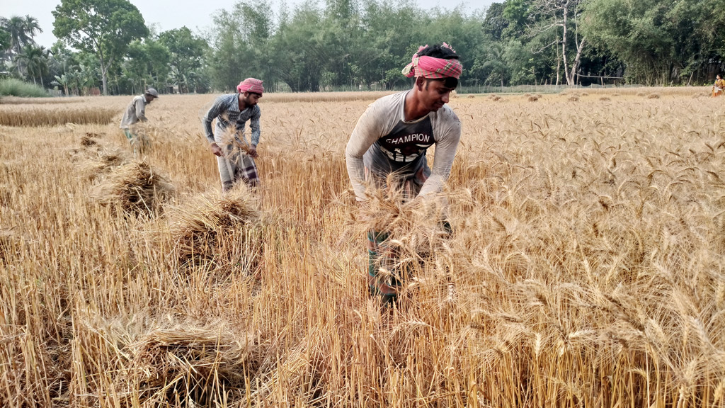 ফলন ও দামে খুশি গমচাষি