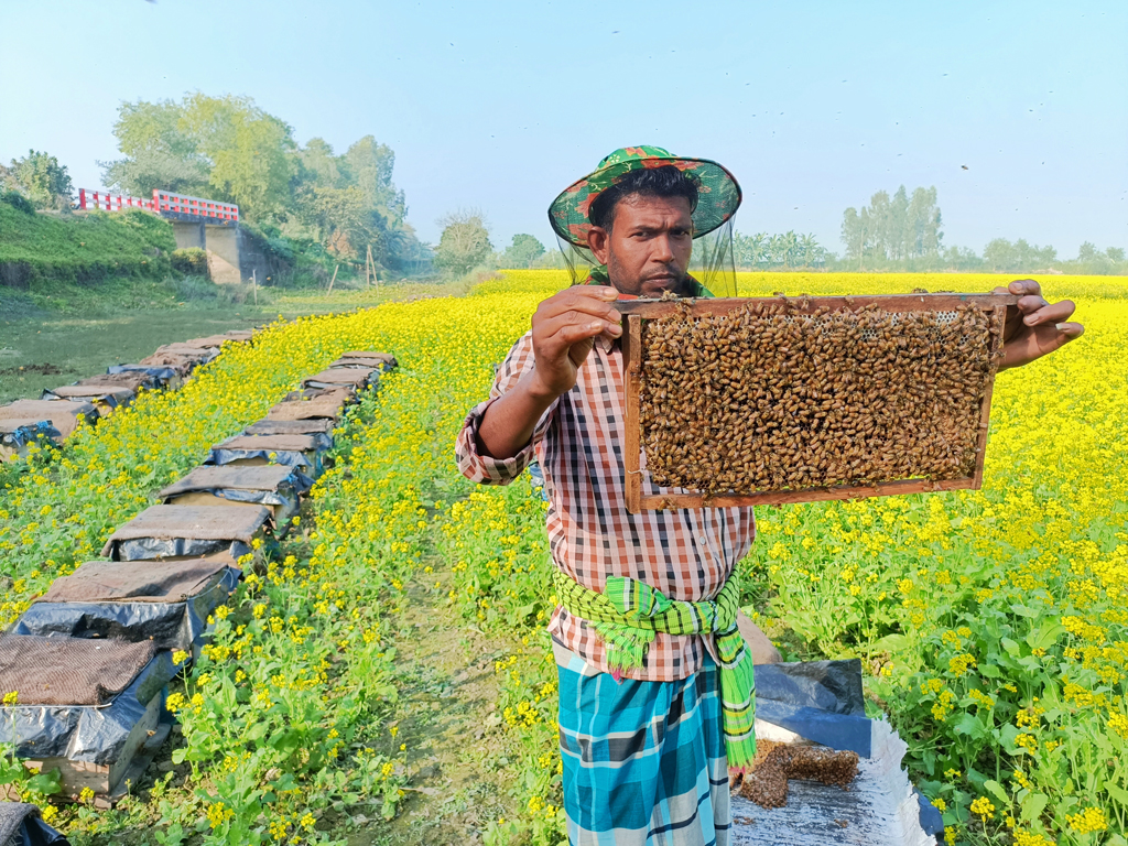 সরিষা ফুলে হলুদ হয়ে আছে মাঠ। আর এই হলুদ রাজ্যে বসানো হয়েছে মৌ-বাক্স। সংগ্রহ করা হচ্ছে মধু। দৌলতপুর উপজেলার উলাইল এলাকার সরিষা খেত, ৩ জানুয়ারি ২০২৪। ছবি: আব্দুর রাজ্জাক