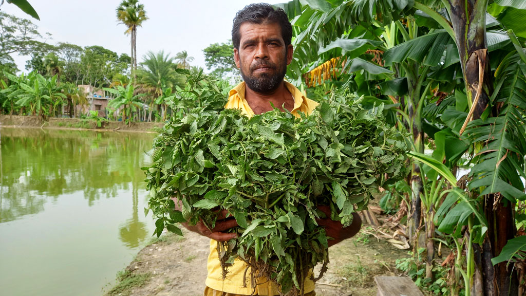 টমেটোগাছ নিয়ে থানায়   কৃষক