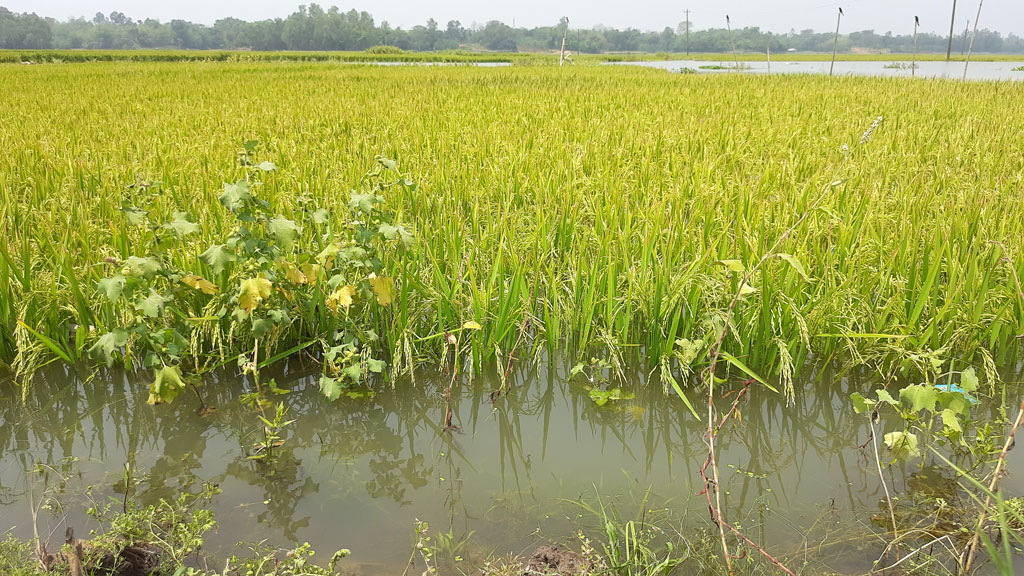 মির্জাপুরে ধানকাটা শ্রমিকের সংকট, বিপাকে কৃষকেরা