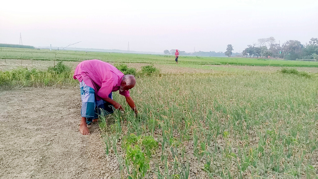 পেঁয়াজের ফলন ও দামে খুশি কালীগঞ্জের কৃষক