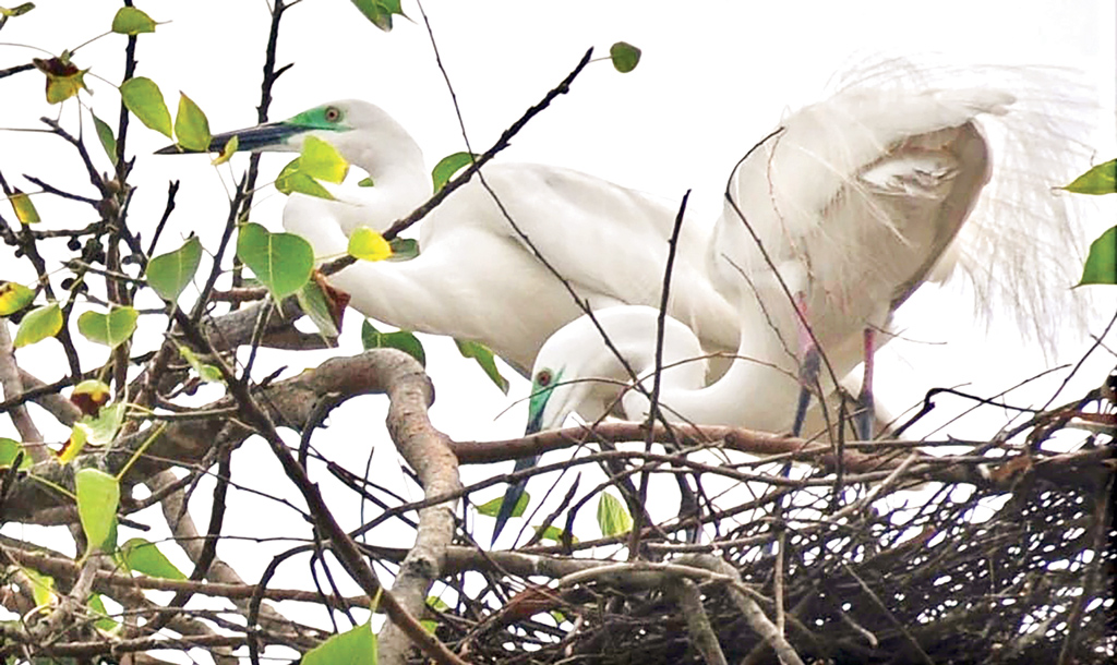 মানুষের হাটে বাসা