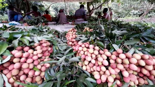 দেশের বিভিন্ন জেলায় যাচ্ছে শ্রীপুরের লিচু