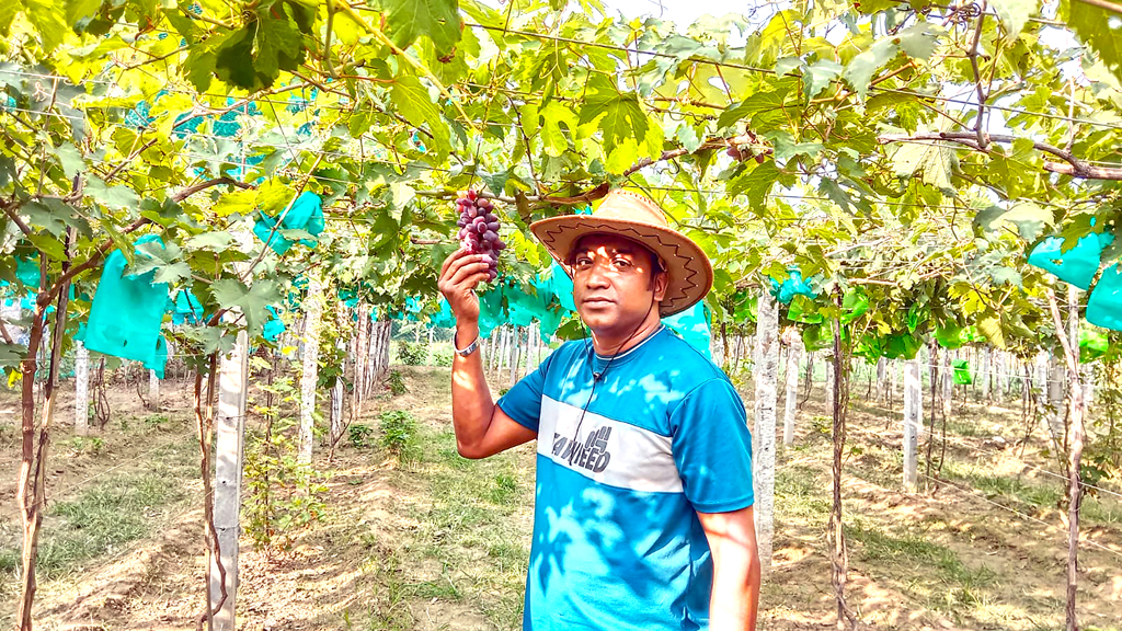 লাল আঙুরে রঙিন স্বপ্ন বুনছেন এপিল