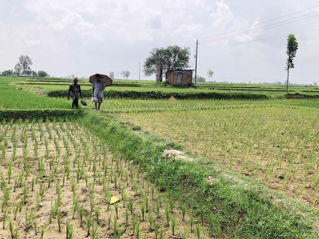 পর্যাপ্ত বৃষ্টির দেখা নেই আমন নিয়ে দুশ্চিন্তা