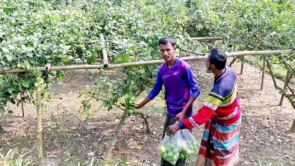 ধুনটের শিমুলকান্দি এখন ‘লেবুর গ্রাম’