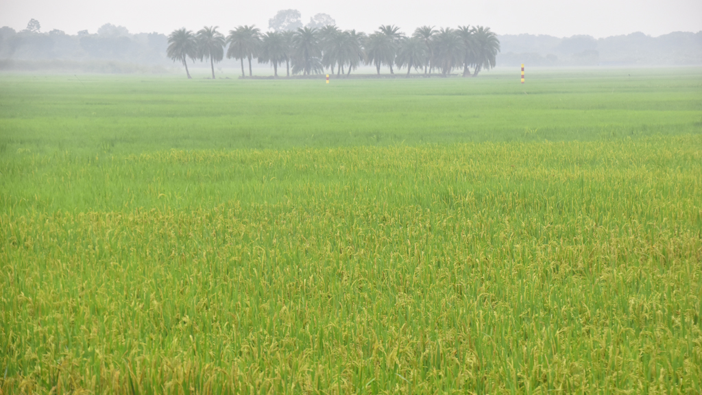 দিনের ছবি (৯ অক্টোবর ২০২৪)