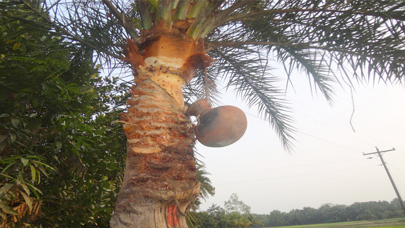 খেজুর রসের স্বাদ ভুলতে বসেছে মানুষ