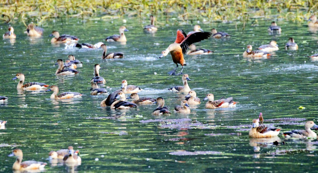 নাতিশীতোষ্ণ অঞ্চল হওয়ায় বাংলাদেশে প্রতি বছর অসংখ্য প্রজাতির পাখি আসে