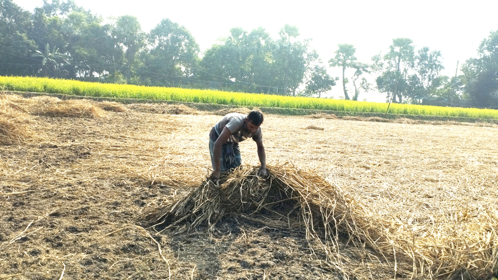 আমন ধান কাটা হয়ে গিয়েছে। এখন সে জমিতে বোরো ধান চাষ করা হবে। তাই জমির খর পরিষ্কার করছেন এক কৃষক। চাটমোহর উপজেলার গুনাইগাছা বিল, পাবনা, ২০ ডিসেম্বর ২০২৩। ছবি: শুভাশীষ ভট্টাচার্য্য