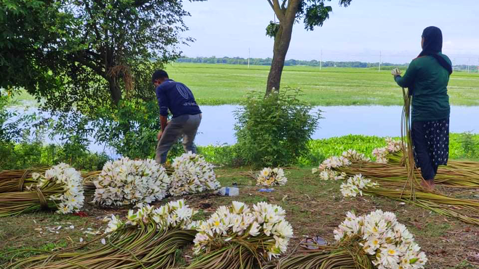শাপলা বিক্রি করে বাড়তি আয় করেন নিম্ন আয়ের মানুষজন