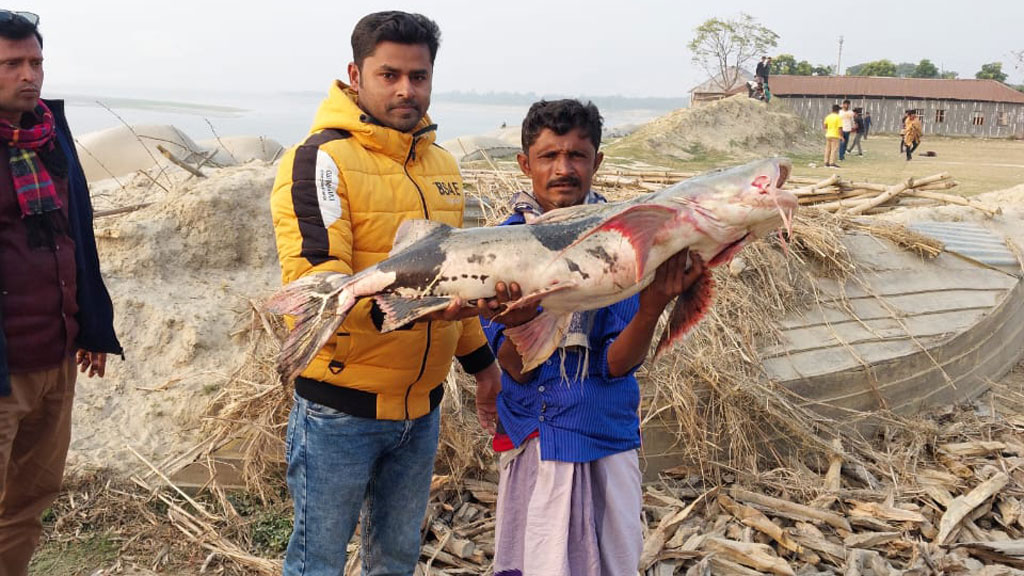 পদ্মার জালে ধরা পড়া ১৩ কেজির বাগাড় ১১ হাজারে বিক্রি 