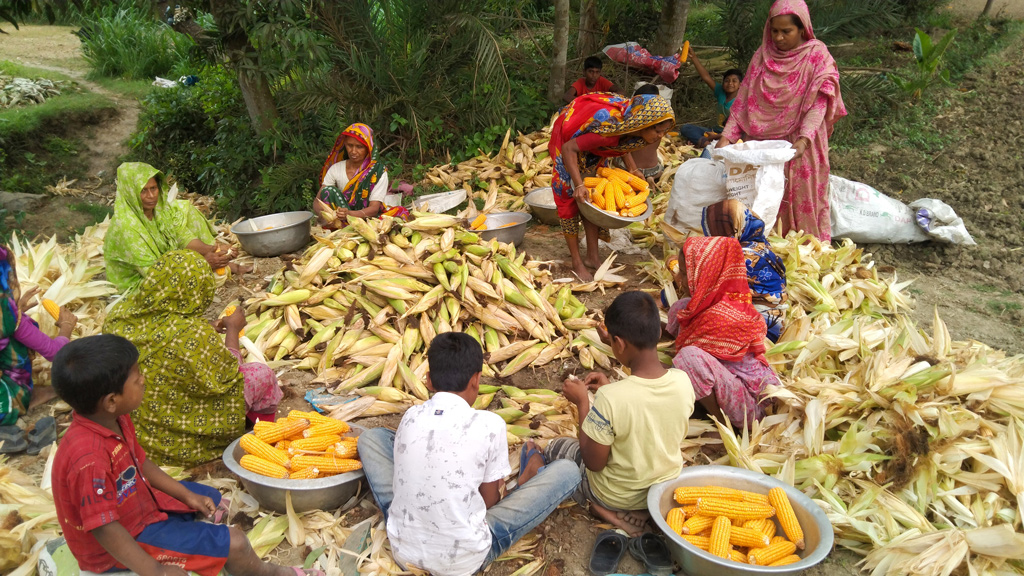 পাটকেলঘাটায় এ বছর ভুট্টার ভালো ফলন হয়েছে। এখন চলছে ভুট্টা সংগ্রহের কাজ। জুজখোলার মাঠ থেকে তোলা, সাতক্ষীরা, ২৭ মার্চ ২০২৪। ছবি: মুজিবুর রহমান