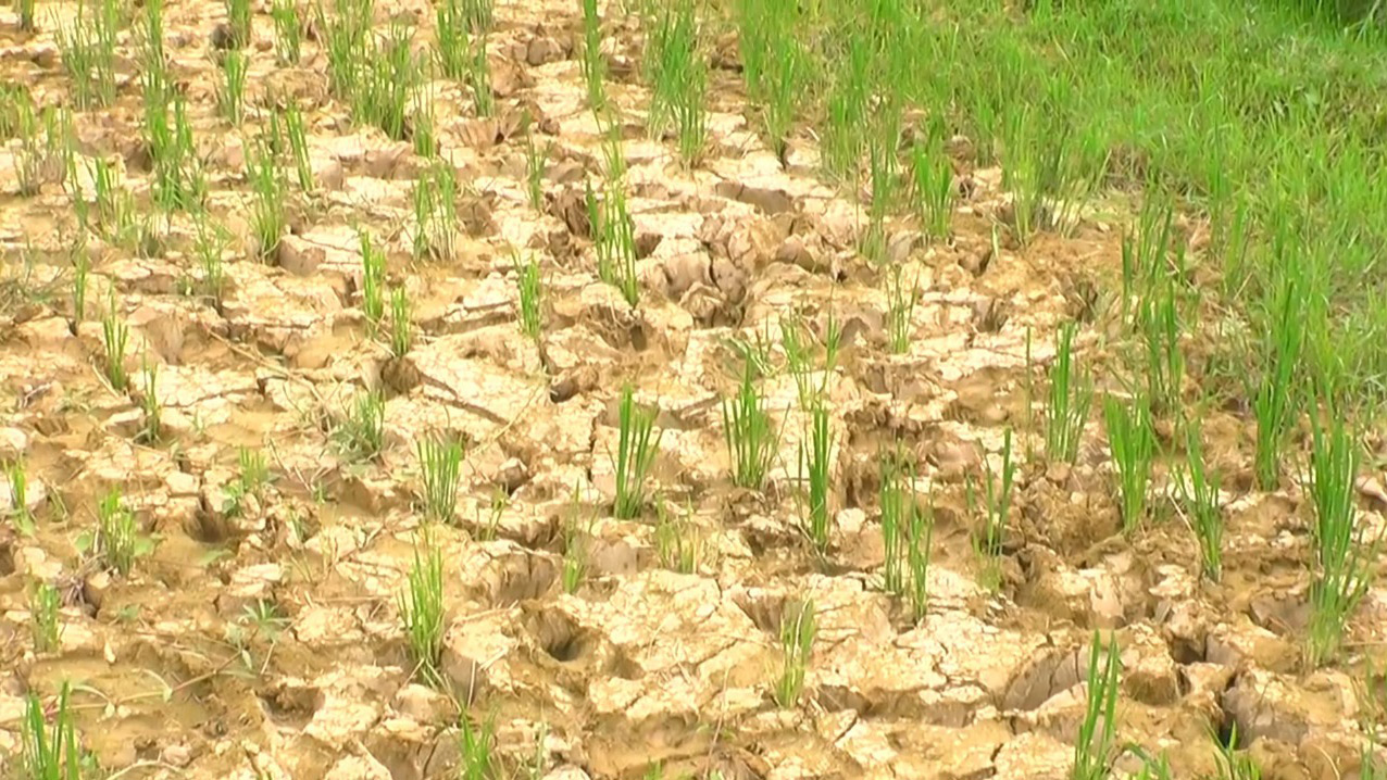 অনাবৃষ্টি-তাপে ফসলের ক্ষতি