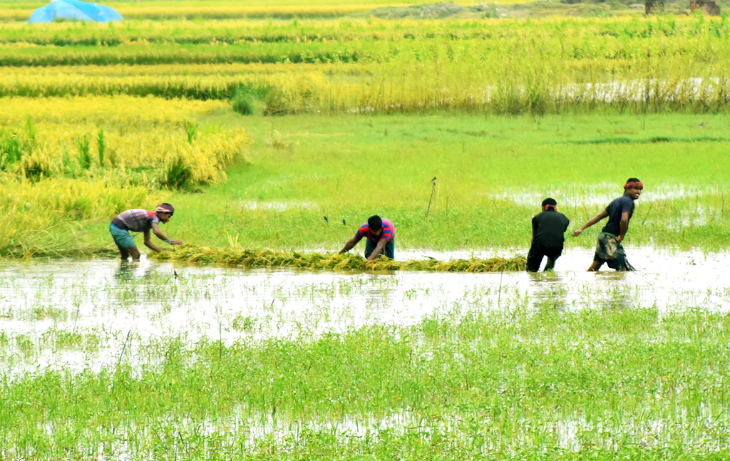 বরেন্দ্র অঞ্চলে পাকা টিয়ামন ধান পানিতে থইথই। সেই ধান ঘরে তুলতে কেটে সারি বেঁধে পানির মধ্য দিয়ে টেনে নিয়ে যাচ্ছেন কৃষকেরা। গোদাগাড়ী উপজেলার মাটি কাটা ইউনিয়নের বিদিরপুর, রাজশাহী, ২৭ সেপ্টেম্বর ২০২৪। ছবি: মিলন শেখ