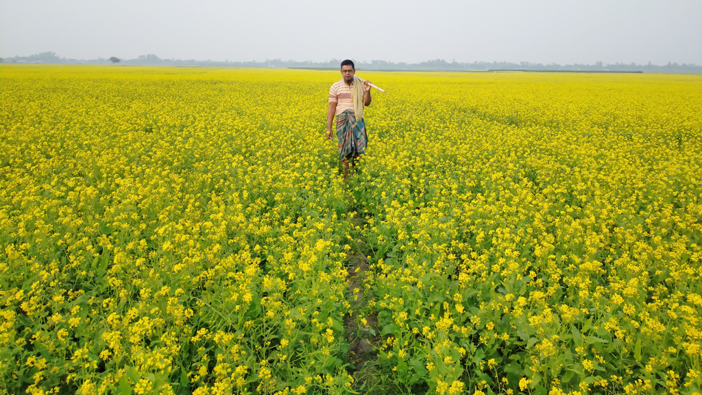 অসময়ের বৃষ্টি, সরিষার ফলন কম হওয়ার শঙ্কা