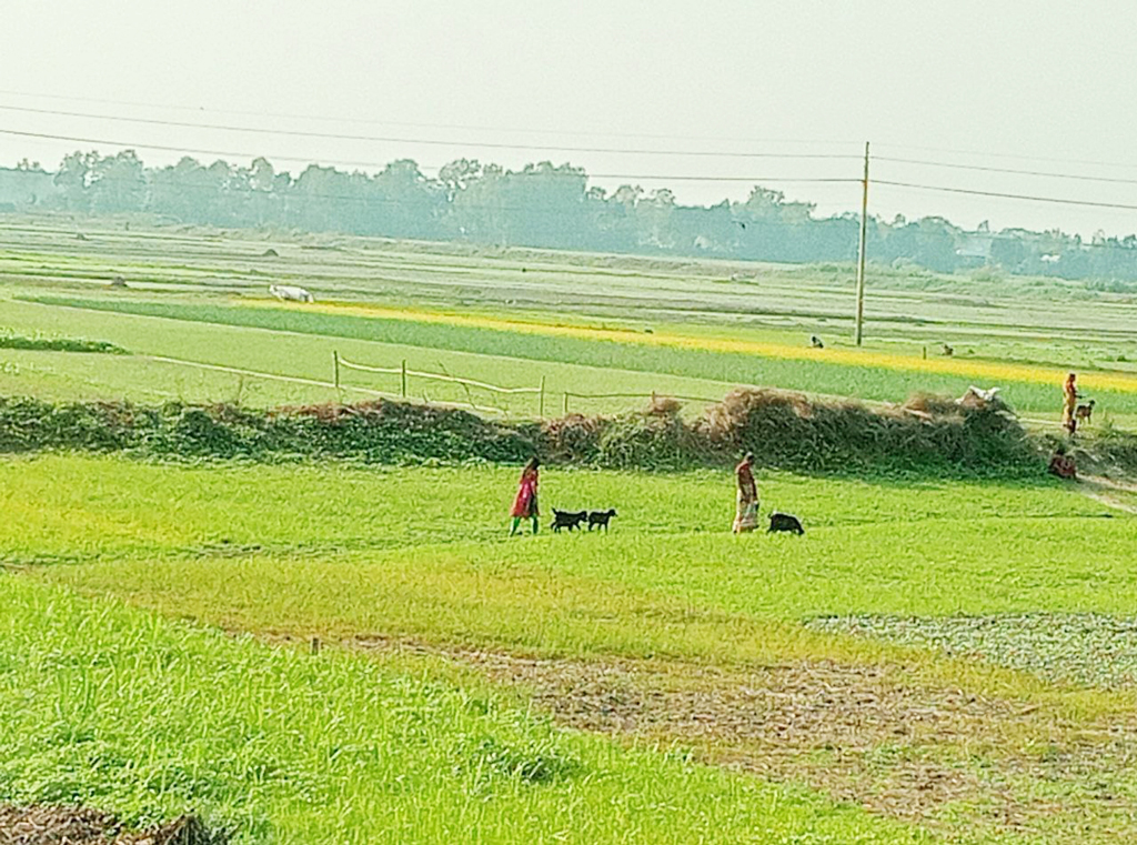 ফসলের খেত পেরিয়ে মাঠে ছাগলকে ঘাস খাওয়াতে নিয়ে যাওয়া হয়েছিল। এখন মেঠো পথের আইল ধরে বাড়ি নিয়ে যাওয়া হচ্ছে। ঘিওর উপজেলার বাঠইমুড়ি এলাকা, মানিকগঞ্জ, ২৯ নভেম্বর ২০২৩। ছবি: আব্দুর রাজ্জাক