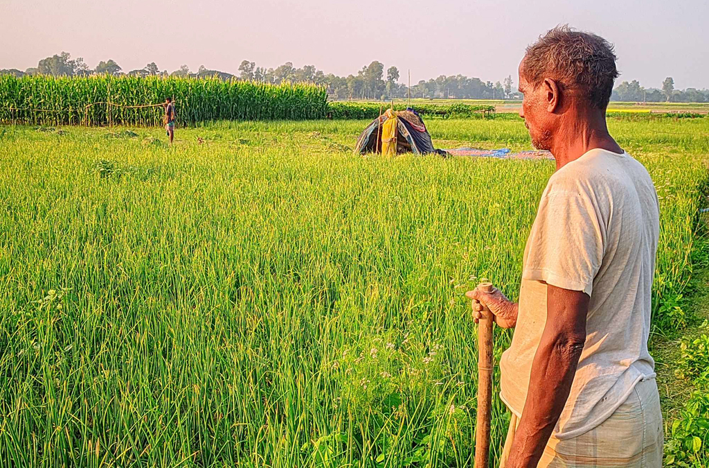 হরিরামপুরে পেঁয়াজ চুরির ভয়ে খেত পাহারা দিচ্ছেন কৃষক