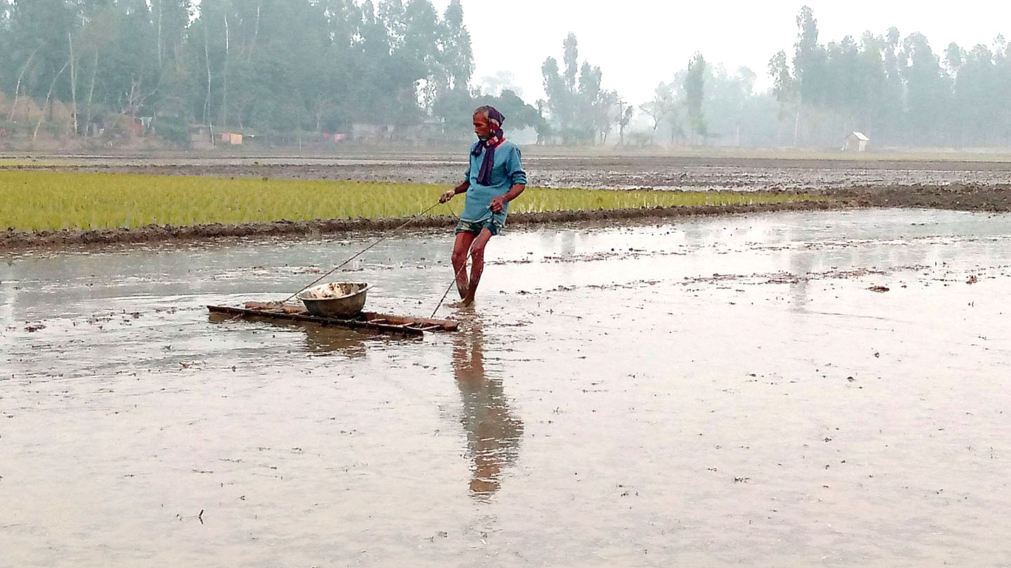 ফুলবাড়ীতে বোরো ধান চাষে ব্যস্ত কৃষক