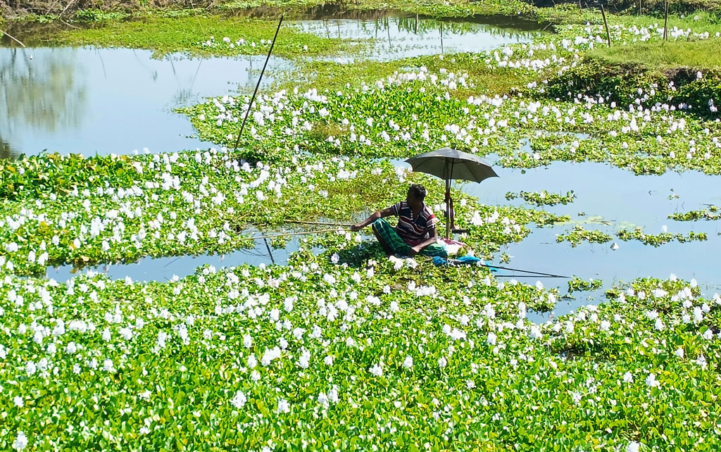 খালের অল্প জলে কচুরিপানার রাজত্ব। তারই মাঝখানে বড়শি ফেলে মাছ শিকার করছেন এক ব্যক্তি। সাটুরিয়া উপজেলার রাইল্লা এলাকা, মানিকগঞ্জ, ২৭ নভেম্বর ২০২৩। ছবি: আব্দুর রাজ্জাক