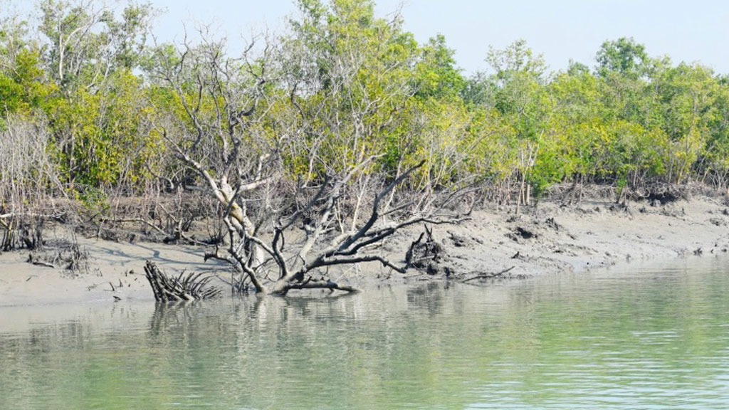 ৩ মাস পর পর্যটকদের  জন্য খুলছে সুন্দরবন