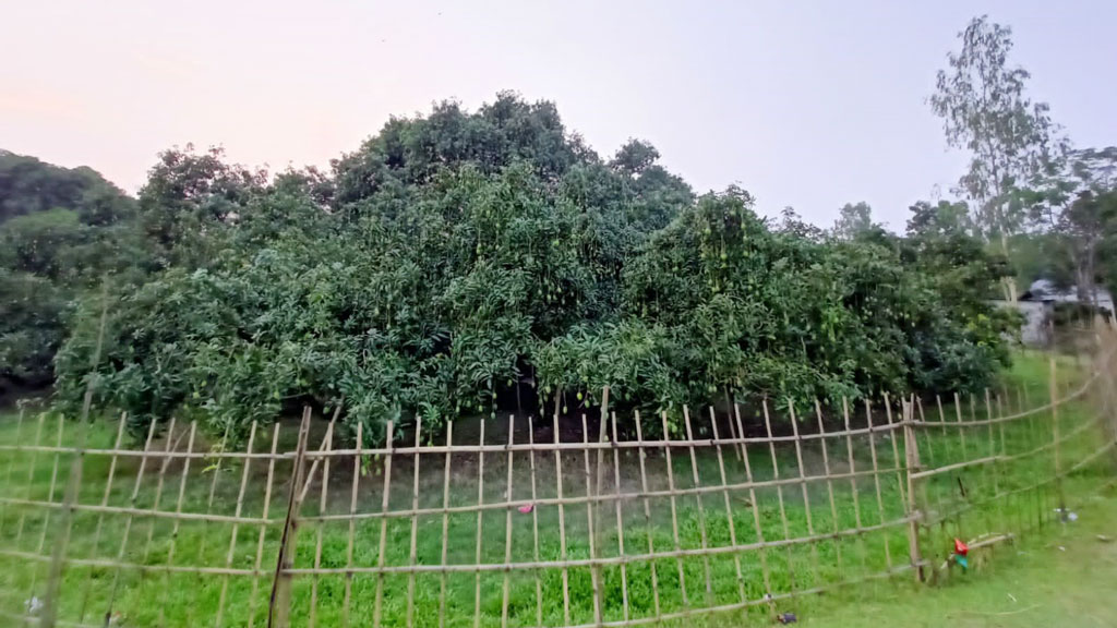 এক গাছের আম ২ লাখ টাকা বিক্রির আশা