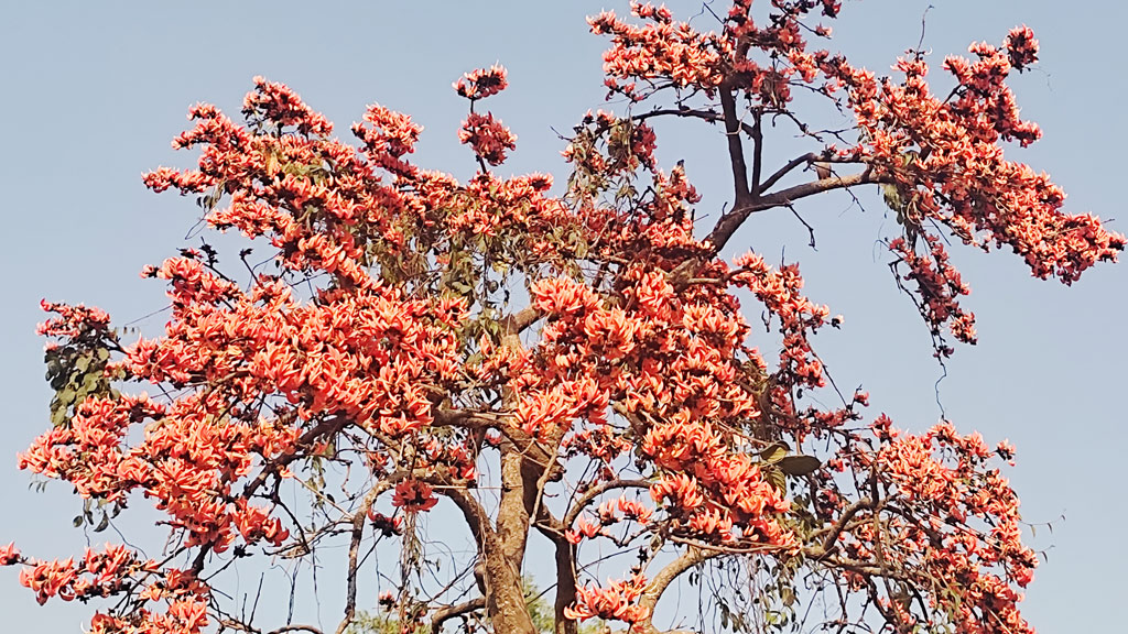 ঋতুরাজ বসন্তে ফুটে আছে লাল রঙা পলাশ। লোহাগাছ, গাজীপুর, ১৫ ফেব্রুয়ারি ২০২৩। ছবি: রাতুল মণ্ডল