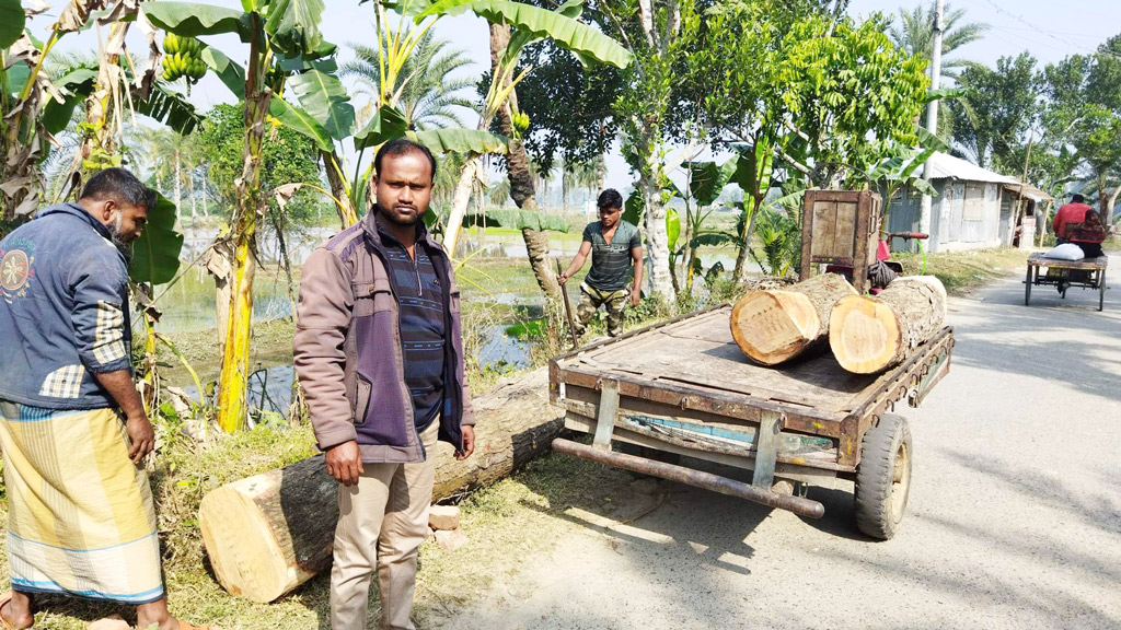 মনিরামপুরে রাস্তার সরকারি গাছ কেটে আত্মসাতের চেষ্টা