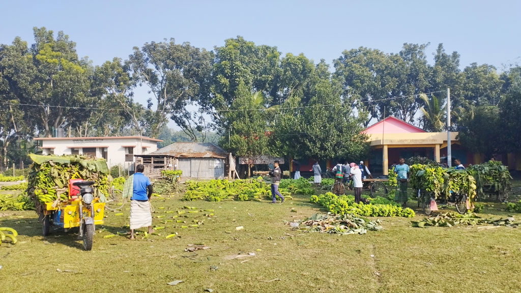গুনাইগাছাতে সপ্তাহের প্রতি শনিবার ও মঙ্গলবার সকালে বসে কলার হাট। দূর-দুরান্ত থেকে ব্যবসায়ীরা আসেন পাইকারি দরে কলা কিনতে। চাটমোহর উপজেলার গুনাইগাছা ইউনিয়ন পরিষদ ভবনের সামনের কলার হাট, পাবনা, ৩০ ডিসেম্বর ২০২৩। ছবি: শুভাশীষ ভট্টাচার্য্য তুষার