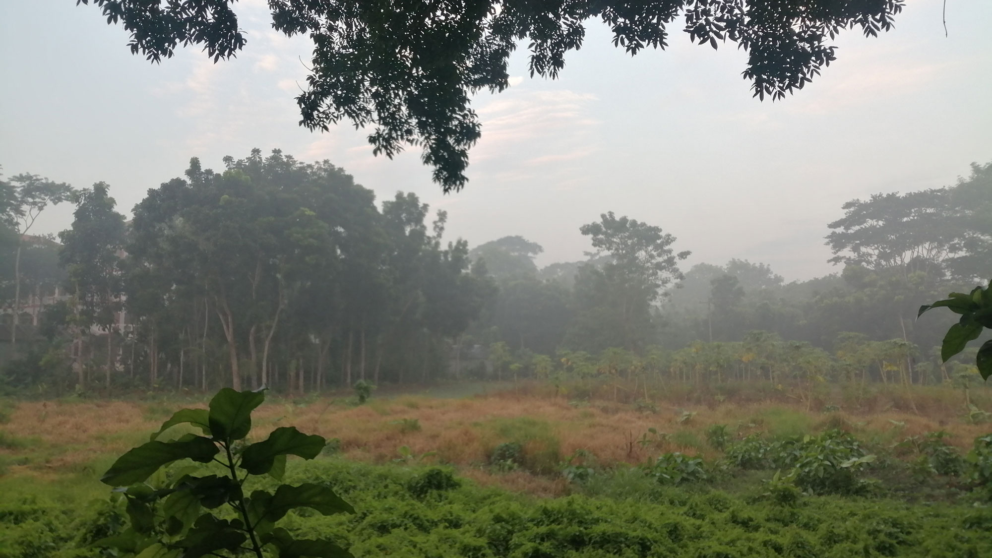 শিবচরে কুয়াশার চাদর শীতের আগমনী বার্তা দিচ্ছে