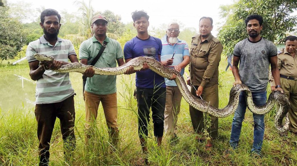 শরণখোলায় অজগর উদ্ধার সুন্দরবনে অবমুক্ত