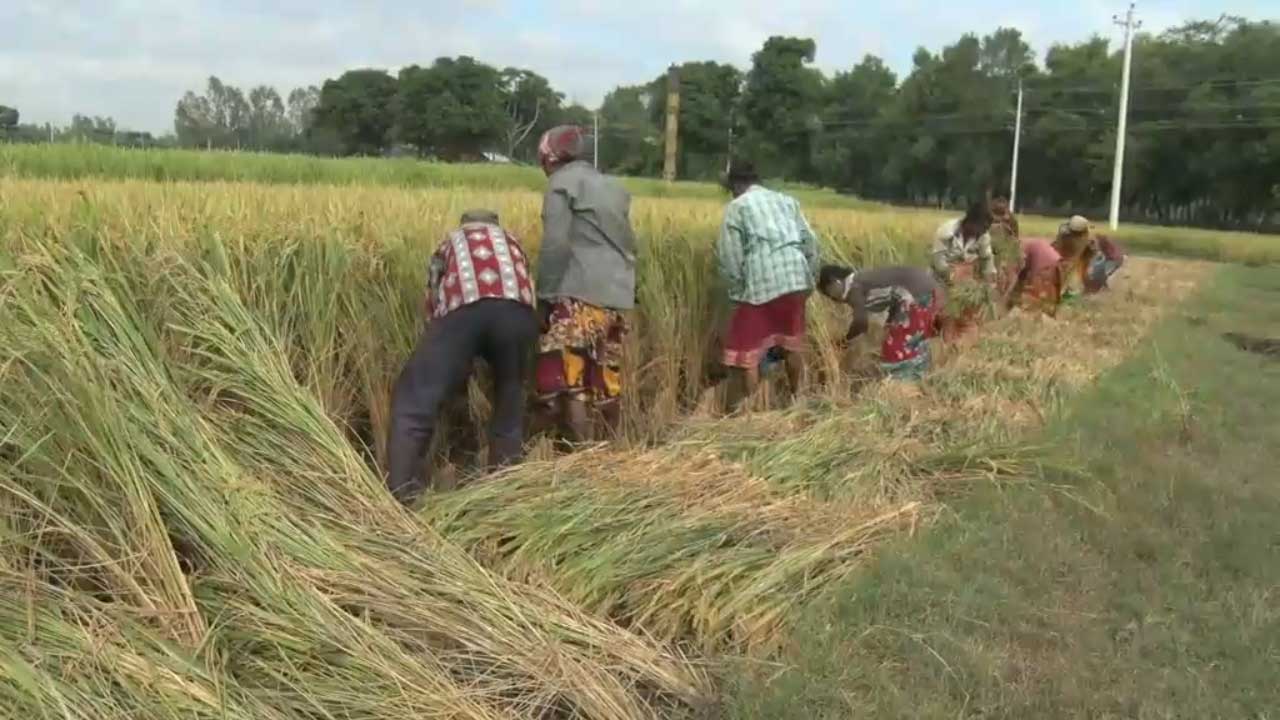 ধান উঠছে, কৃষকের ঘরে ঘরে নবান্নের আমেজ