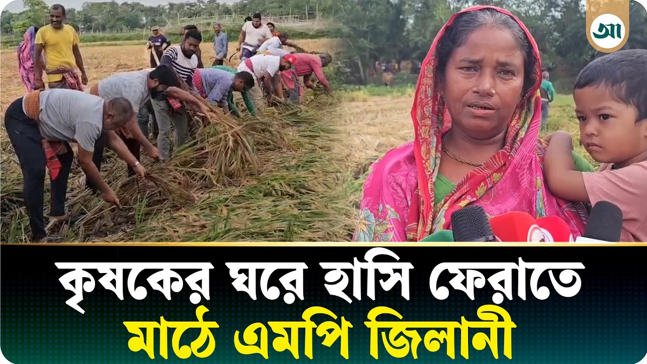 মানবিক উদ্যোগে বিধবা নারীর ফসল ঘরে তুললেন এমপি জিলানী
