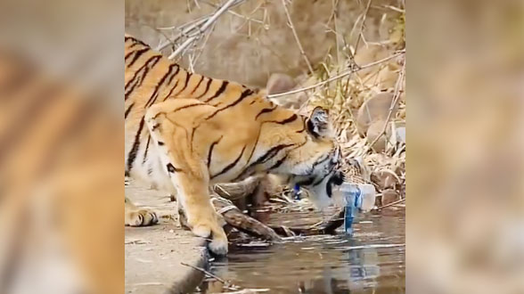 মানুষের ফেলা প্লাস্টিকের আবর্জনা পরিষ্কার করছে বাঘের বাচ্চা