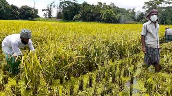 কালকিনিতে রোপা আউশের ফলনে কৃষকের মুখে হাসি