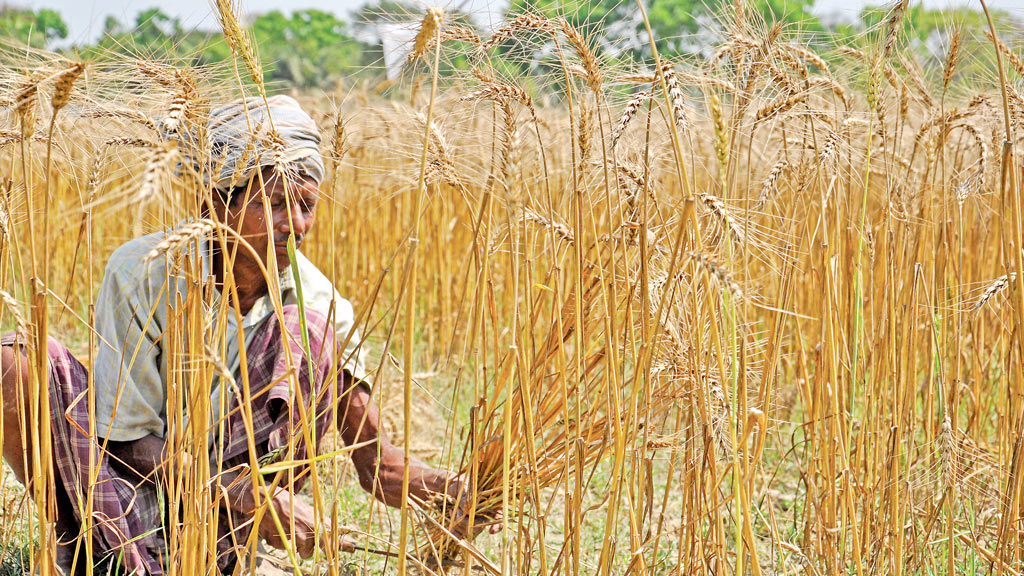 জলবায়ু পরিবর্তনের ঝুঁকিতে কৃষি কাজে লাগাতে হবে অভিযোজন তহবিল