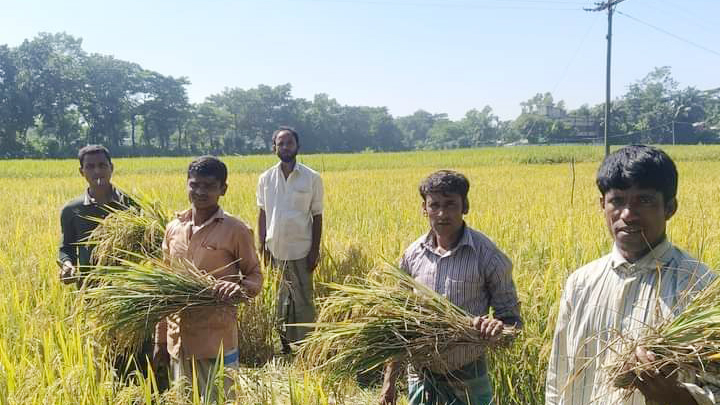আমনের বাম্পার ফলনে খুশি চাষি