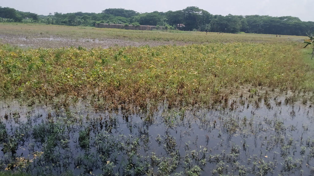 সয়াবিনের খেতে পানি হতাশ হিজলার কৃষক