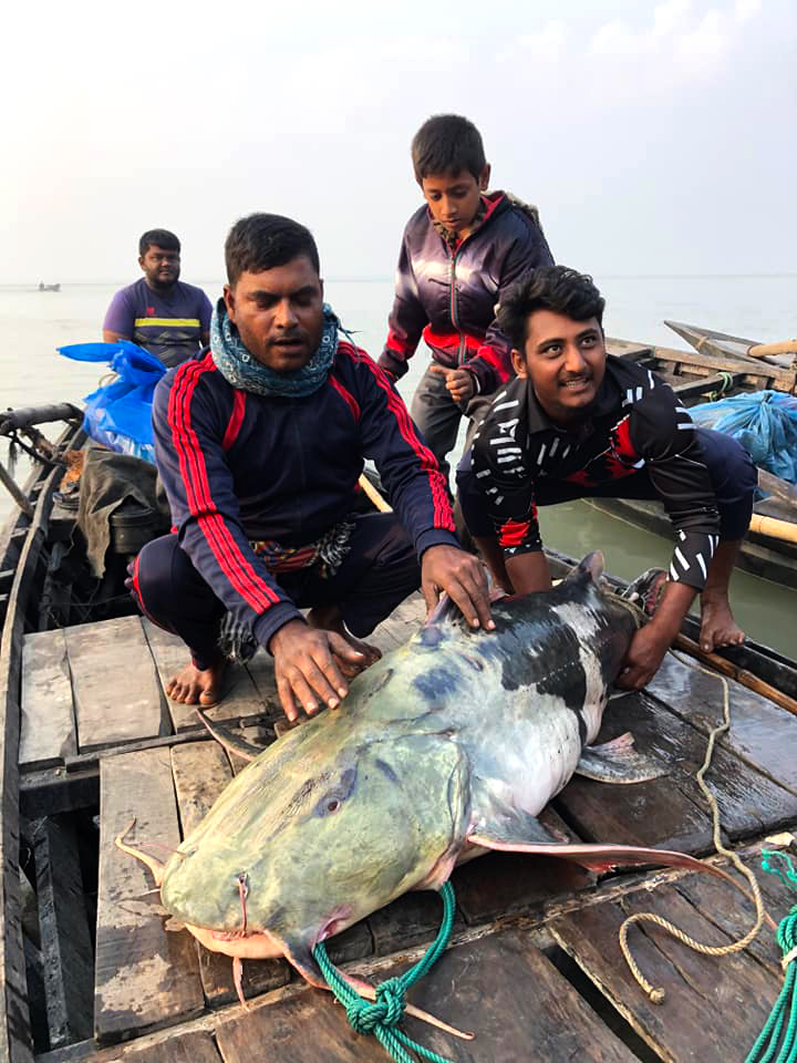 নৌকায় দড়িতে আটকানো বিশাল আকৃতির এক বাগাইড়। এটি ধরে রেখেছেন দুজন ব্যক্তি। পদ্মা নদীতে ৫৫ কেজি ওজনের এই বাগাইড় ধরা পড়ে জেলে শাহজামানের জালে। জাহাজঘাট এলাকা, রাজশাহী নগরী ধরমপুর, ২৪ নভেম্বর। ছবি: মিলন শেখ।
