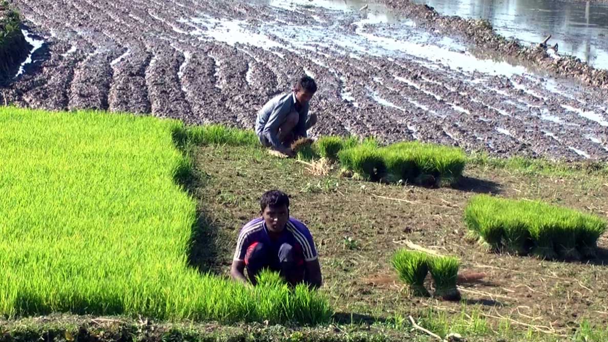 বোরো আবাদ বিলম্বের শঙ্কা