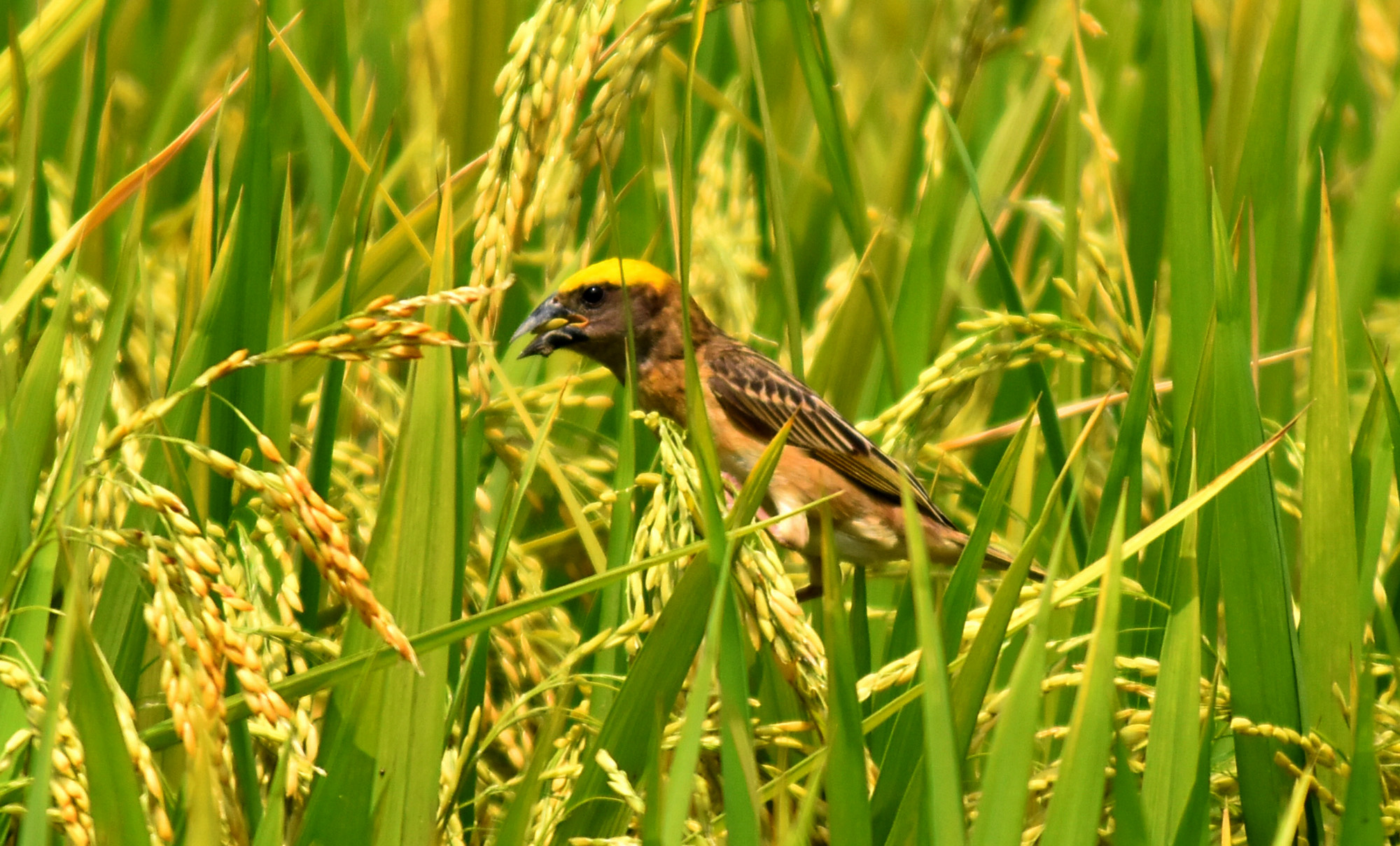 ধান গাছের ওপর বসে পাকা ধান খাচ্ছে বাবুই পাখি। গোদাগাড়ী উপজেলা চর আষাড়িয়াদহ ইউনিয়নের চর আমতলাইর খাসমহল এলাকার একটি মাঠ থেকে তোলা, রাজশাহী, ১০ মে ২০২৪। ছবি: মিলন শেখ
